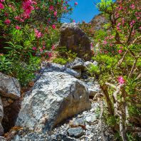 Цветущие олеандры в ущелье Арадена