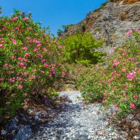 Цветущие олеандры в ущелье Арадена
