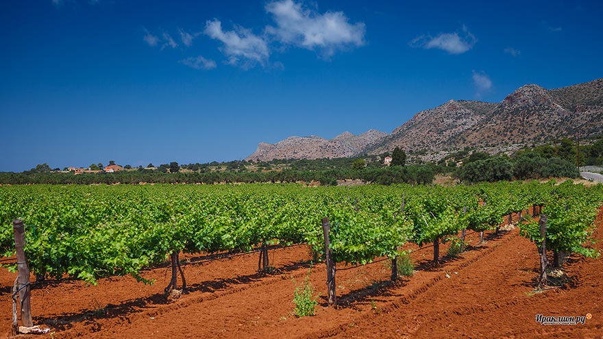 Виноградники монастыря Агиа Триада, Крит, Греция